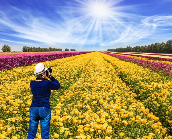 Весняне Цвітіння Кіббуцькі Поля Квітучих Садових Масляних Кущів Ранункулюс Пишні — стокове фото