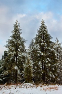 Dolomit Alpleri. İlk kar yağdı. Devasa yeşil ladin ilk karla pudralandı. Ekstrem, aktif, eko ve fotoğraf turizmi kavramı