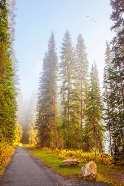 Kanadensiska Klippiga Bergen Kanada Pittoreska Gågata Skogen Tidig Dimmig Morgon — Stockfoto