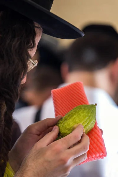 Judío Religioso Con Medias Laterales Gafas Elige Etrog Para Fiesta — Foto de Stock