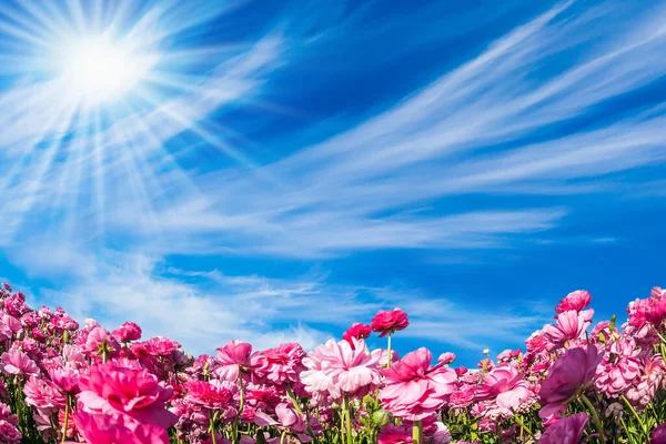 Чарівні Рожеві Садові Масляниці Ранункулюс Цвітуть Фермі Сонце Світить Крізь Ліцензійні Стокові Зображення