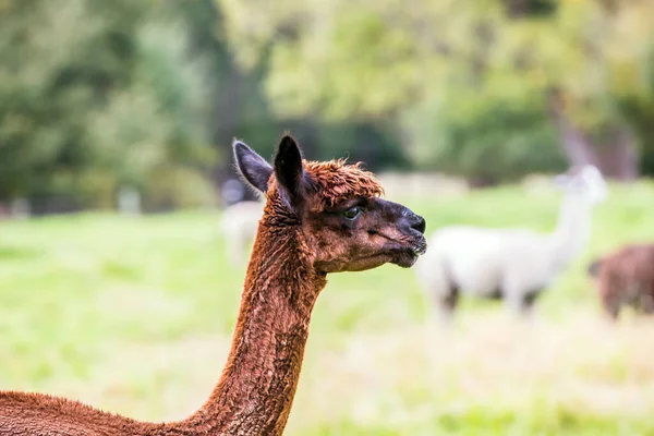 Granja Cría Animales Para Carne Lana Portret Encantadora Llama Marrón —  Fotos de Stock