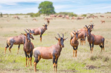 Masai Mara Ulusal Parkı 'nda Safari. Afrika savanasına muhteşem bir gezi. Kenya. Büyük bir Tsessebe antilop sürüsü birlikte otlar. Ekolojik, aktif ve fototürizm kavramı