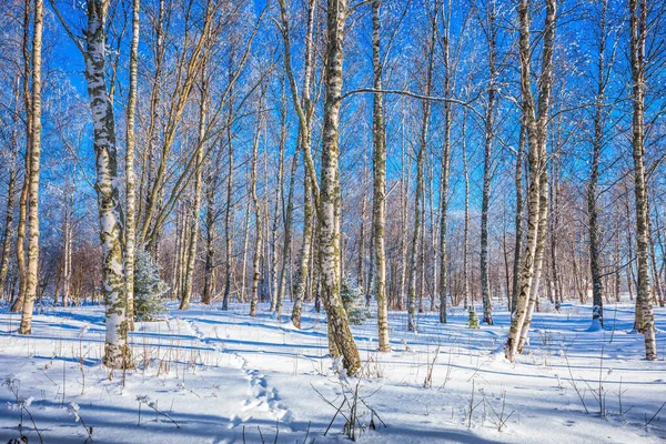 그림자 극단과 관광의 라플란드의 겨울날 — 스톡 사진