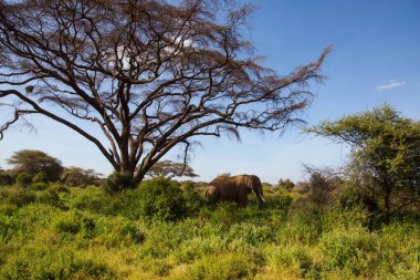Amboseli Parkı 'nda muhteşem bir Afrika fili. Kenya. Meşhur Kilimanjaro Dağı. Nadir çalılar ve çöl stokları olan Savanna. Aktif, egzotik, ekolojik ve fotoğraf turizmi kavramı