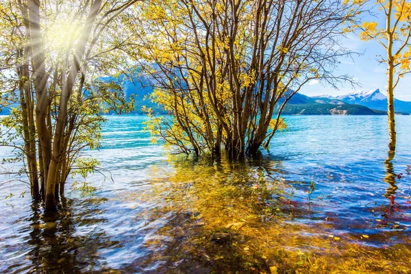 Sonbahar Güneşi Dağ Vadisini Isıtır Aspen Huş Ağaçlarının Altın Yaprakları — Stok fotoğraf