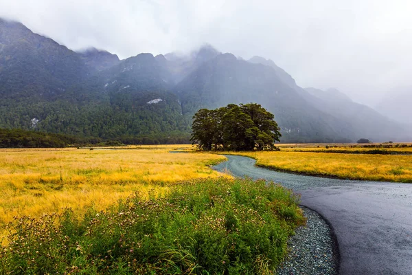 Yeni Zelanda Nın Güney Adası Sarı Sonbahar Otları Olan Tarlalar — Stok fotoğraf