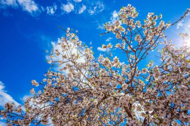 Çiçek açan toprakların üzerinde hafif bahar bulutları. Çiçekli, zarif zeytin ağacı. Beyaz-pembe zeytin ağacı çiçekleri. İsrail 'de bahar. Ekolojik ve fotoğraf turizmi kavramı