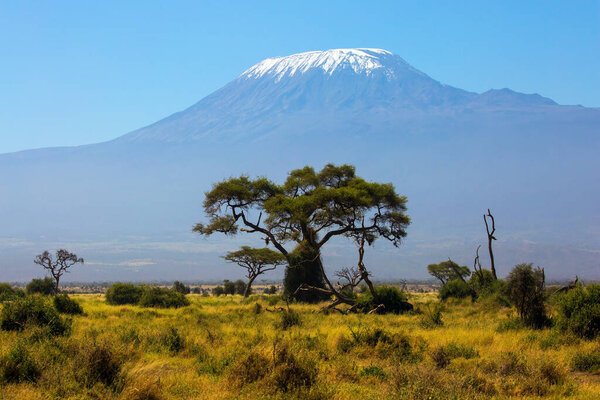 Impressive travel to Africa, Amboseli Park. Savanna with rare bushes and desert acacies. The famous snow peak of Kilimanjaro. The concept of active, exotic, ecological and photo