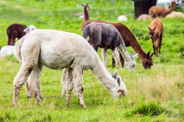 Llama Pequeño Camello Domesticado Llamas Blancas Grises Braun Pastan Césped —  Fotos de Stock