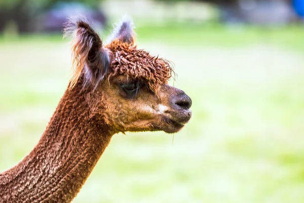 Portret Encantadora Llama Marrón Después Corte Pelo Pegado Sobre Hierba —  Fotos de Stock