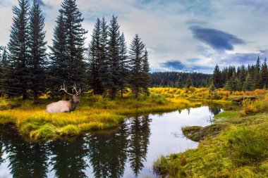 Geyik göl kenarındaki çimlerde dinleniyor. Alaska yolunun yakınında soğuk bulutlu bir sonbahar günü. Kuzey Cordillera. Kanada Kayalıkları. Ekolojik, aktif ve fotoğraf turnuvası konsepti