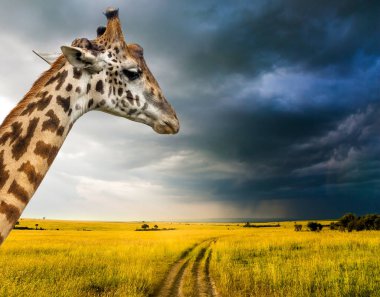 Düşünceli bir zürafanın portresi. Afrika savanasında benekli derisi ve boynuzları olan uzun boyunlu zürafa. Cip Safari Masai Mara, Kenya. Aktif ve fotoğraf turizmi kavramı