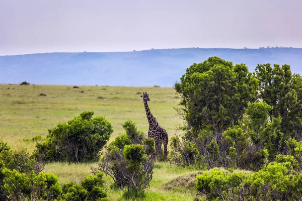 Herrliche Giraffe Der Grasbewachsenen Savanne Kenia Safari Tour Zur Masai — Stockfoto