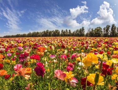 İsrail 'de bahar. Çiçekli bahçe düğün çiçeği tarlasının resimli kibutz tarlası. Cirrus ince bulutlar. Aktif, ekolojik ve fotoğraf turizmi kavramı