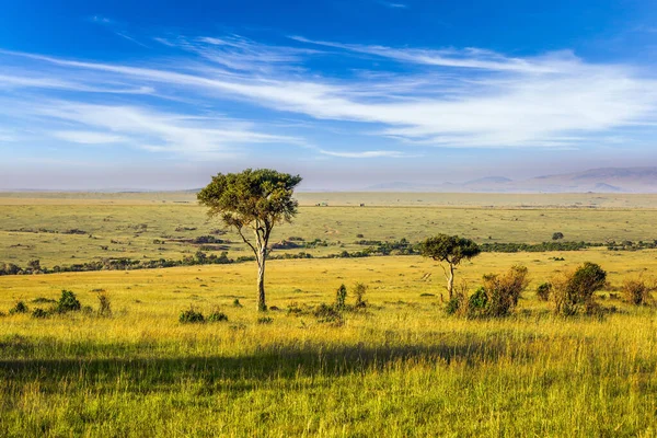 Afrykańska Sawanna Zachodzie Słońca Wiosenny Dzień Evergreen Acacia Horyzoncie Koncepcja — Zdjęcie stockowe