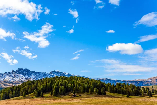 Beautiful Day Hiking Taking Photos Alpe Siusi Plateau Dolomites Coniferous — Stock Photo, Image