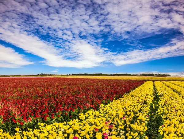 Sur Israel Día Primavera Campo Agricultor Flores Rojas Amarillas Buttercups — Foto de Stock