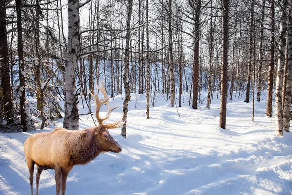 뿔달린 뿔달린 자작나무는 서리로 겨울에는 북쪽으로 북반구의 지평선에 — 스톡 사진