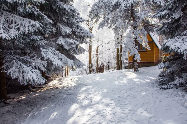 雪地的道路在云杉树间滑行 新年的早上 在森林里 山中凉爽的阳光 寒冷的冬日清晨 在雪地的森林里 — 图库照片