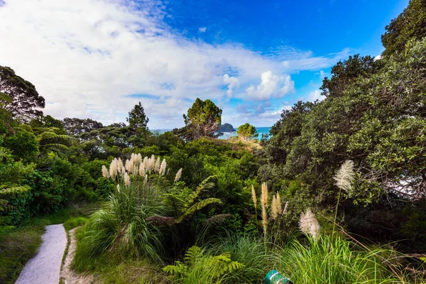 Coromandel Peninsula on the North Island. New Zealand. The road to Cathedral Cove. Picturesque flowering reeds grow along the sides of the path. The concept of active, exotic, ecological and photo tourism