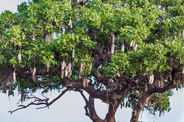  Meyveli yeşil akasya. Rüzgarlı bir bahar günü. Günbatımında Afrika savanı. Ekolojik, egzotik ve fotoğraf turizmi kavramı