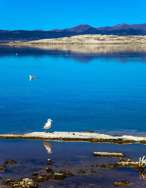 Many birds feed on the shores of Mono Lake. Picturesque Mono Lake with lime-tuff towers. USA. Evening by the lake. The concept of active, ecological, exotic and photo tourism