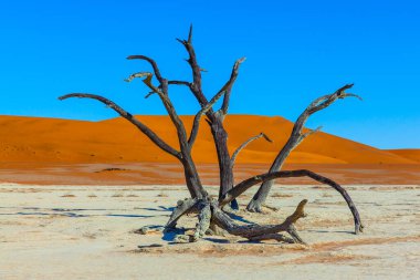 Ölü ağaçlar. Turuncu kumullar ve çınlayan sessizlik. Namib Naukluft çölünde Clay Platosu. Namibya. Sussussflay Gölü 'nün dibinde. Ekstrem, egzotik ve fotoğraf turizmi kavramı