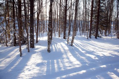 Kuzey Kutbu 'nda kısa bir kış günü. Güneş ufukta batıyor. Karda ağaçlardan gelen açık gölgeler var. Güneşli bir kış gününde Laponya