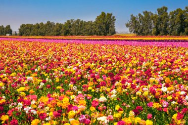 Muhteşem çizgili çiçek halısı. Çiçekli renkli düğün çiçekleri tarlası. Güneşli bir bahar günü. İsrail 'in güneyinde bahar yürüyüşü. Ekolojik, botanik ve fotoğraf turizmi kavramı