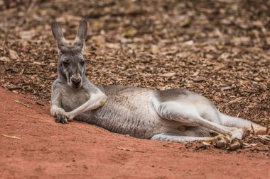 Avustralya 'nın sembolü. Komik kangurular dinlenir ve düşünür. Aktif ve ekolojik turizm kavramı