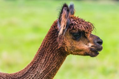 Bir lama portresi. Güney Adası, Yeni Zelanda 'ya harika bir yolculuk. Aktif ve ekolojik turizm kavramı