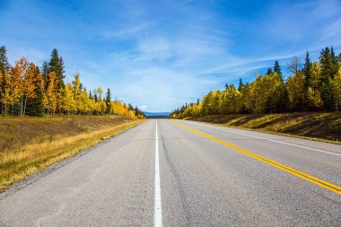 Asfalt karayolu Abraham Lake 'e çıkıyor. Kanada Kayalıkları. Ağaç ve kavak ağaçlarının sarı yaprakları yeşil kozalaklılarla karıştırılır.