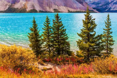 Bow Gölü kıyılarında kırmızı, sarı ve turuncu sonbahar otları. Kanada Kayalıkları. Soğuk göl buzlu suyu dalgalanır. Aktif, çevresel ve fotoğraf turizmi kavramı