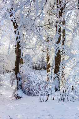 Aspen ve huş ağaçları buzla kaplıdır. Ormanda Noel sabahı. Dağlarda parlak soğuk güneş