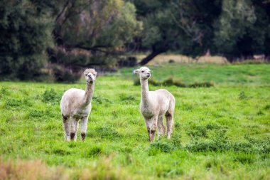 Yeşil çimlere yapıştırılmış bir saç kesiminden sonra bir çift sevimli beyaz ışık. Yün ve et için hayvan yetiştirme çiftliği. Egzotik, ekolojik ve fotoğraf turizmi kavramı