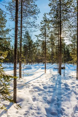Kuzey Kutbu, Laponya. Uzun gölgeler derin kar yığınlarını aşar. Karla kaplı kozalaklı orman. Ekstrem ve aktif turizm kavramı