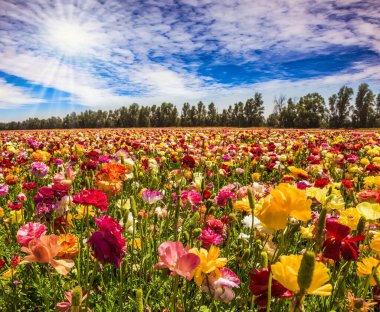 Sıcak güneş ve beyaz bulutlar güzel bir günde. Çok renkli bahçe çiçekleri olan muhteşem bir halı. Ranunculus. İsrail. Botanik, çevre ve fotoğraf turizmi kavramı