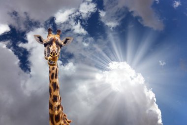 Bir zürafanın komik portresi. Güzel benekli derili zürafa ve küçük boynuzlu Afrika savanı. Portre. Cip Safari Masai Mara, Kenya. Aktif, çevresel ve fotoğraf turizmi kavramı