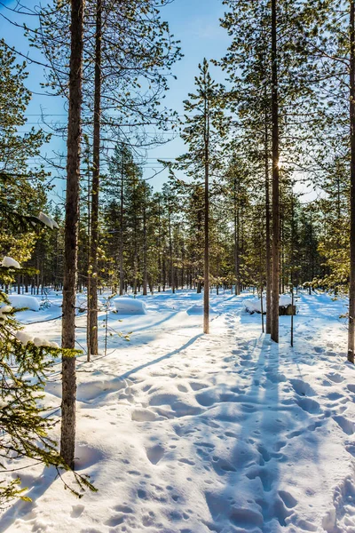 Kuzey Kutbu, Laponya. Uzun gölgeler derin kar yığınlarını aşar. Karla kaplı kozalaklı orman. Ekstrem ve aktif turizm kavramı