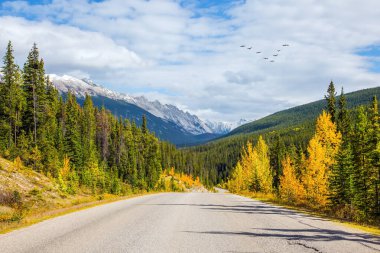 Göçmen kuş sürüsü dağların üzerinden uçuyor. Kanada 'nın Rocky Dağları' ndaki meşhur 93. Otoyol. Muhteşem Hint Yazı. Ekolojik, aktif ve fotoğraf turizmi kavramı