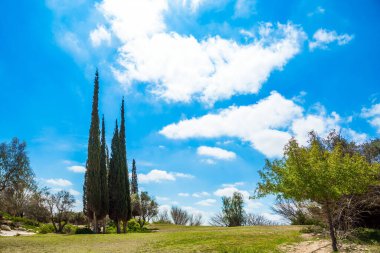 Ben Gurion Anıtı 'nın etrafında küçük bir çöl parkı. Selvi sokakları. İsrail. Doğal bir yaylada dik kayalar.