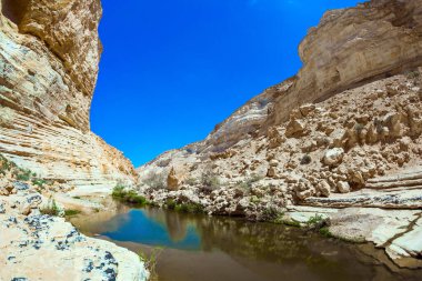 Kanyonda çimlerle kaplı sığ bir su birikintisi. Ein Avdat Vadisi, Negev Çölü 'ndeki Qing Nehri tarafından kurulmuştur. İsrail. Aktif ve fotoğraf turizmi kavramı