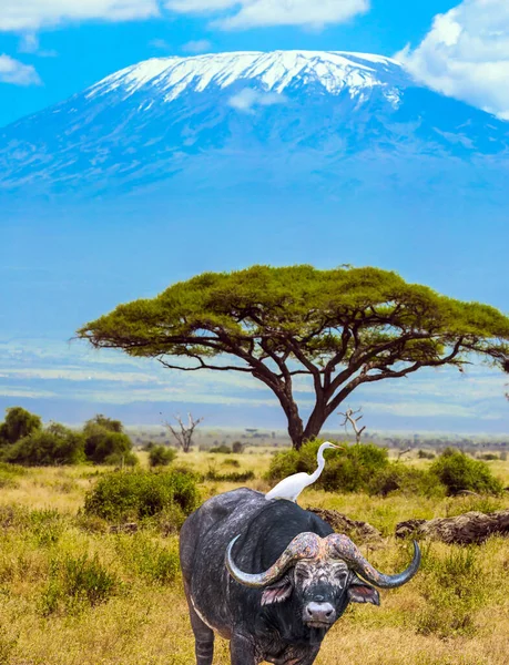 Heron Och Stor Naturskön Buffel Vid Foten Kilimanjaro Afrikanska Big — Stockfoto