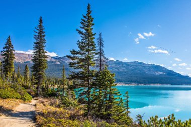 Rocky Dağları, Kanada. Alberta, Bow Gölü. Gök mavisi berrak suyu olan buzul gölü. Icefield Parkway - göl kenarından geçen popüler bir turizm yolu