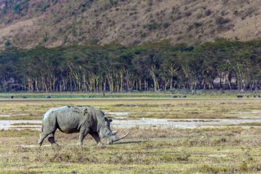 Çimenlerde otlayan yalnız gergedan. Nakuru Gölü kıyısındaki Afrika savanası. Kenya. Hayvanların ortak yaşamı. Kuşlar gergedanın derisinde yaşar. Meşhur Afrika Büyük Beşlisi. 