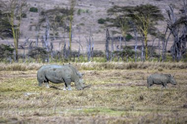  Meşhur Afrika Büyük Beşlisi. Nakuru Gölü kıyısındaki Afrika savanası. Çimenlerde otlayan bir çift gergedan. Büyük Yarık Vadisi