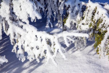 Kozalaklı ormanın kıyısında. Ladin dalları karla kaplıdır. Kuzey Kutbu 'nda kısa bir kış günü. Laponya. Noel Baba 'ya git. Güneş ufukta batıyor.. 