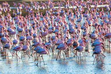 Atlantik 'in Afrika kıyıları. Kocaman pembe flamingo kolonisi. Muhteşem pembe kuşlar Swakopmund 'un sığ sularında beslenir. Pembe günbatımı. Ekolojik, aktif, zoolojik ve fotoğraf turizmi kavramı
