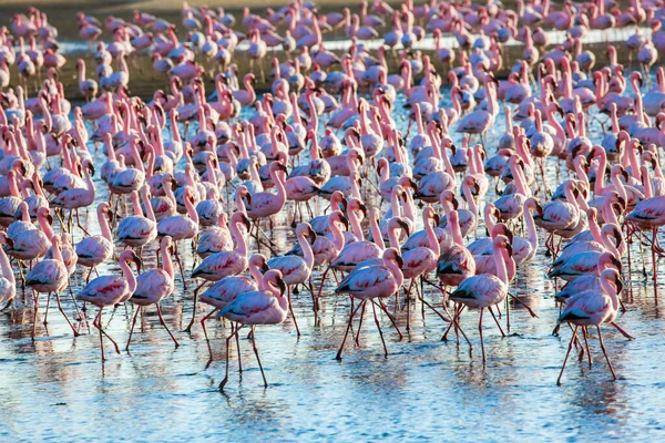 Atlantik Afrika Kıyıları Kocaman Pembe Flamingo Kolonisi Muhteşem Pembe Kuşlar — Stok fotoğraf